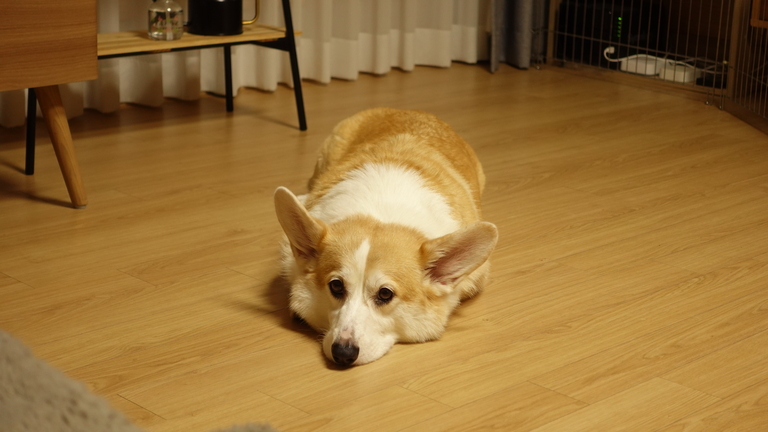 우리집 똥멍충이들 입니다