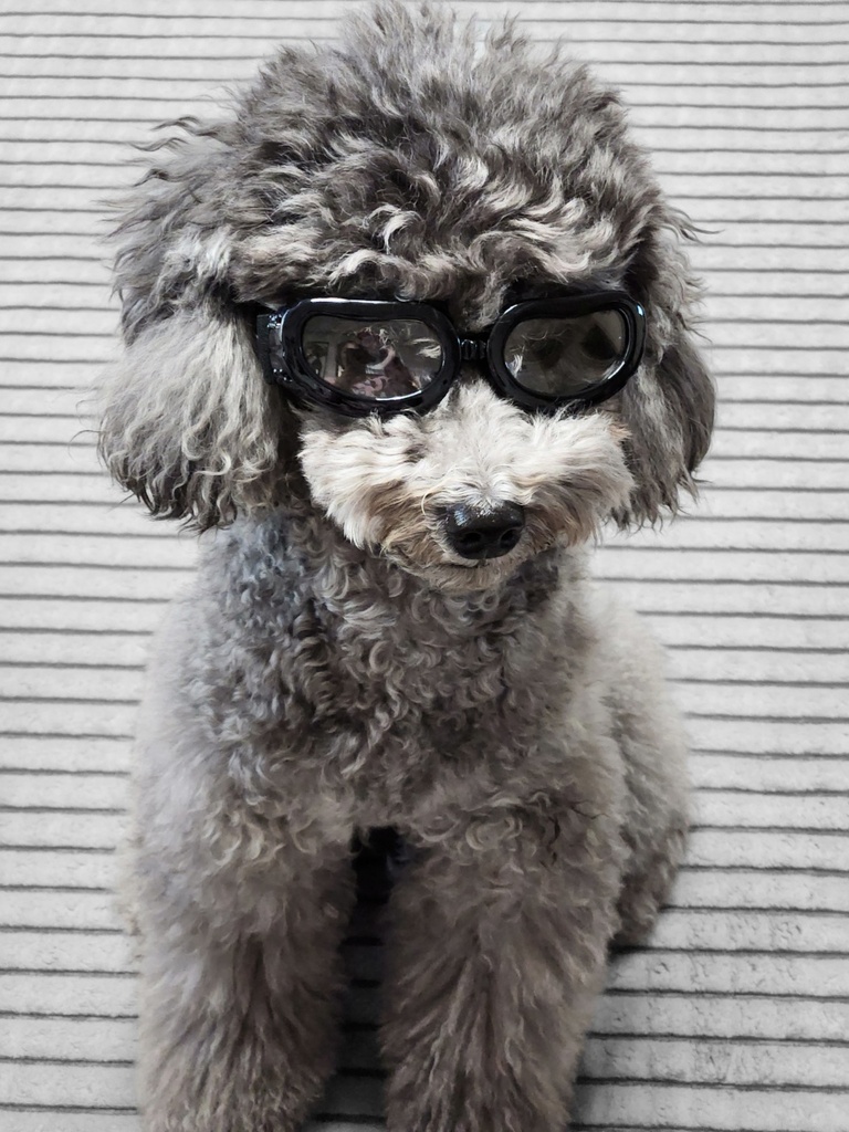 개딸내미 썬그리!